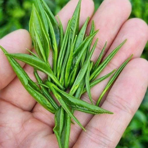 Trà Đinh đặc sản (500g) - Hình ảnh 3